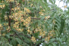 Tamarindus indica